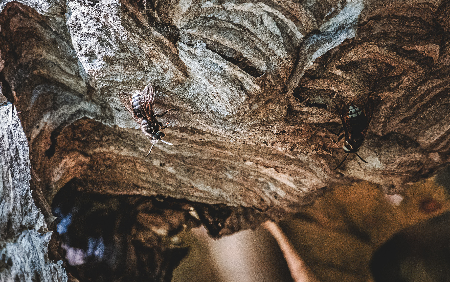 Underside Of A Hornet Hive. Photograph Art Print
by lovefi 