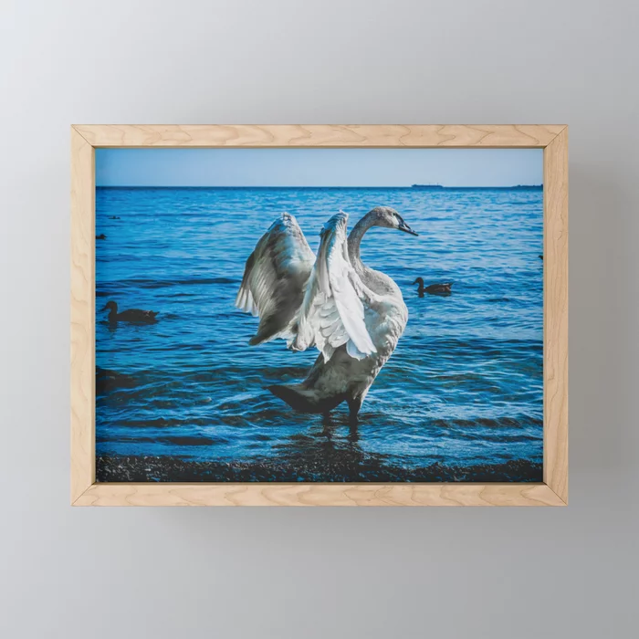Spread Your Wings. Trumpeter Swan Photograph Framed Mini Art Print
by lovefi 