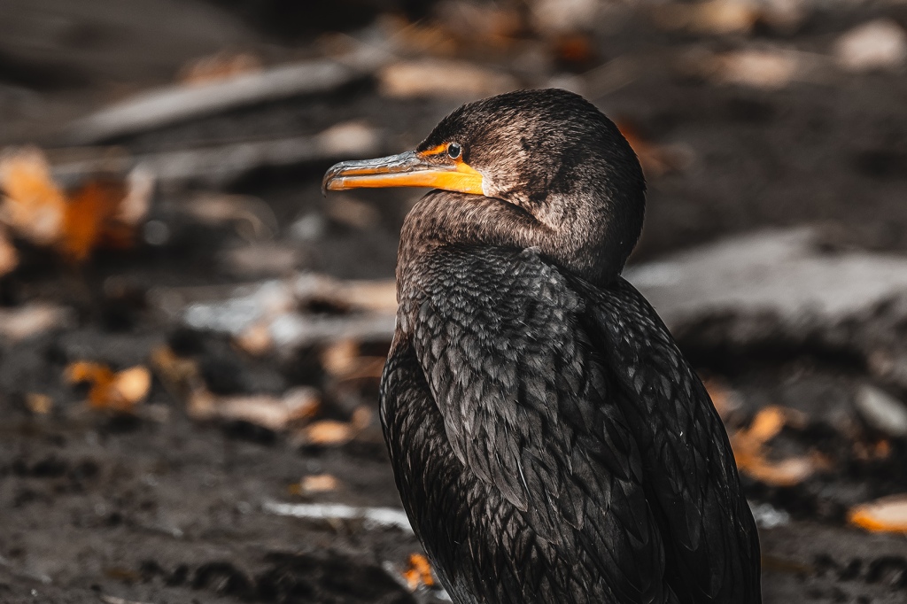  Double-Crested Cormorant 
 By Stephen Geisel, Love-fi 