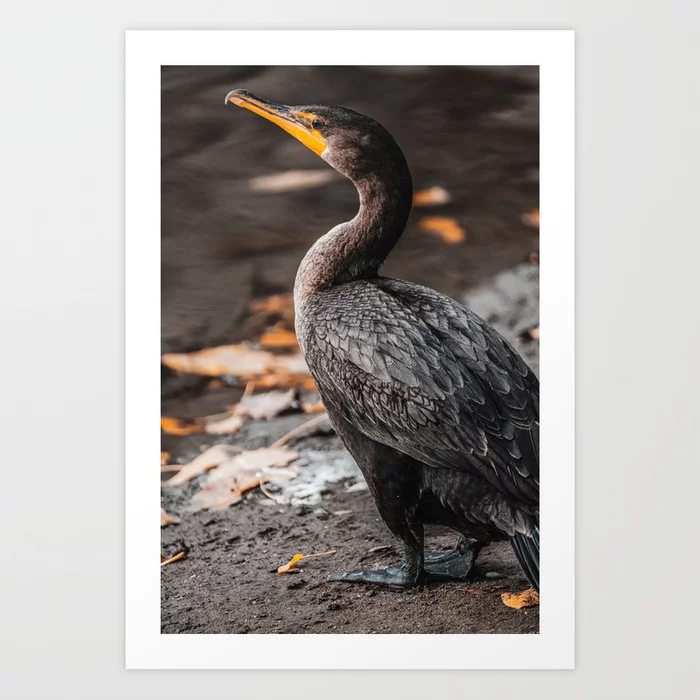 Double-Crested Cormorant II Photograph Art Print
by lovefi 
