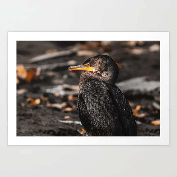 Double-Crested Cormorant Photograph Art Print
by lovefi 
