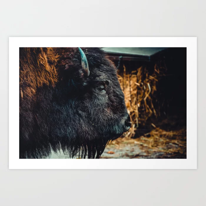 Bison. Photograph Art Print
by lovefi 
