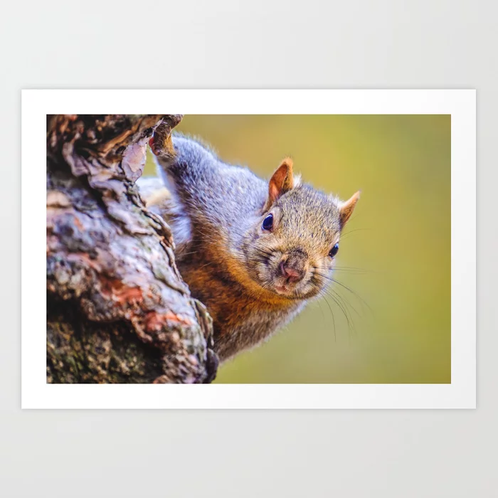 Squirrel, Just Peepin Photograph Art Print
by lovefi 