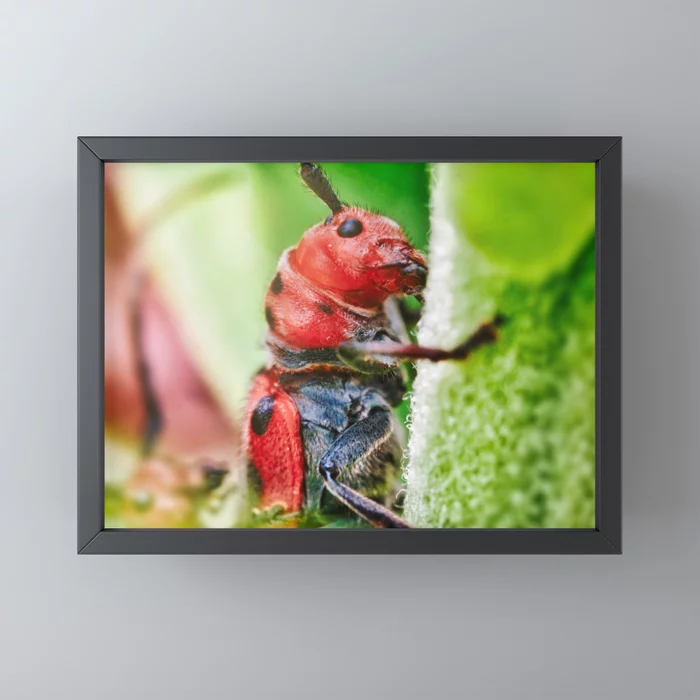 Red Milkweed Beetle Framed Mini Print on Society6