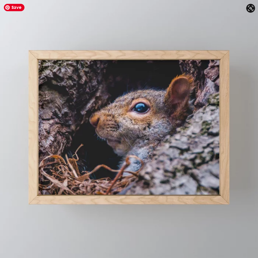Squirrel At Home Photograph
Framed Mini Art Print
On Society6