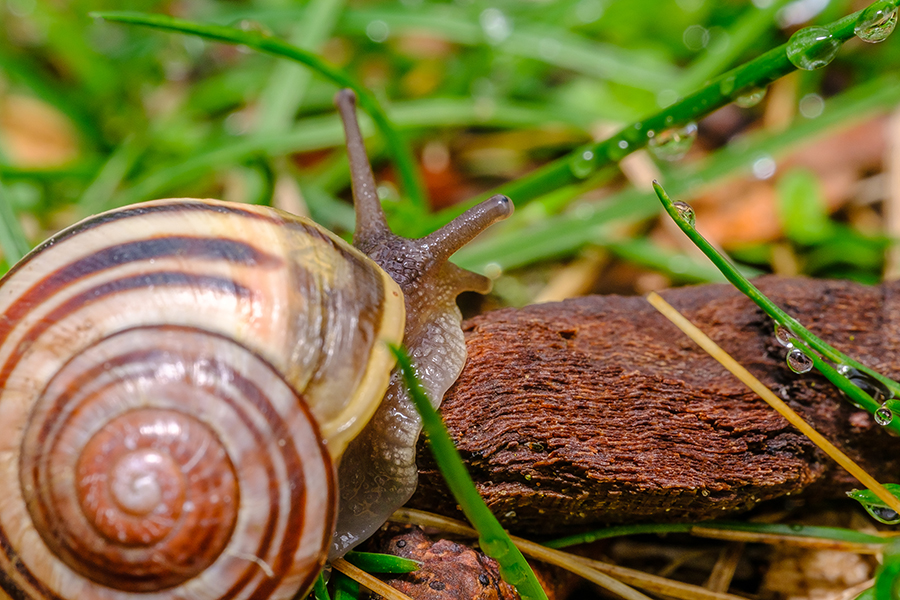 Springtime Snail.
By Stephen Geisel, Love-fi