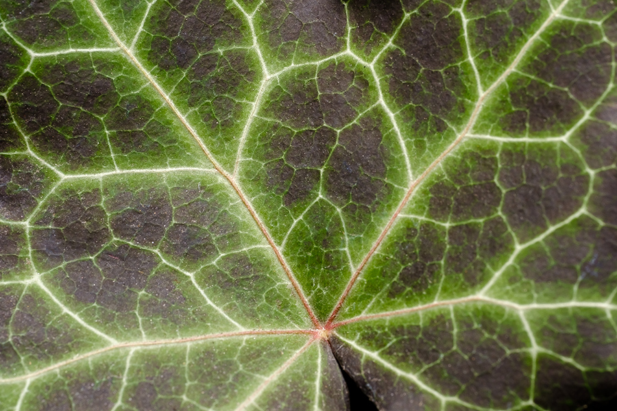Leaf Lightning.
By Stephen Geisel, Love-fi