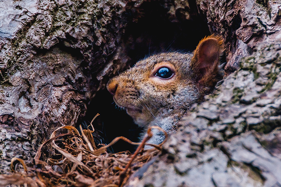 Squirrel At Home.
By Stephen Geisel, Love-fi